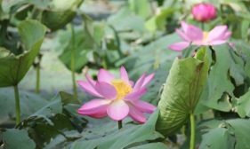 百炼成钢绕指柔:懂得低头,也是一种人生的智慧和成熟